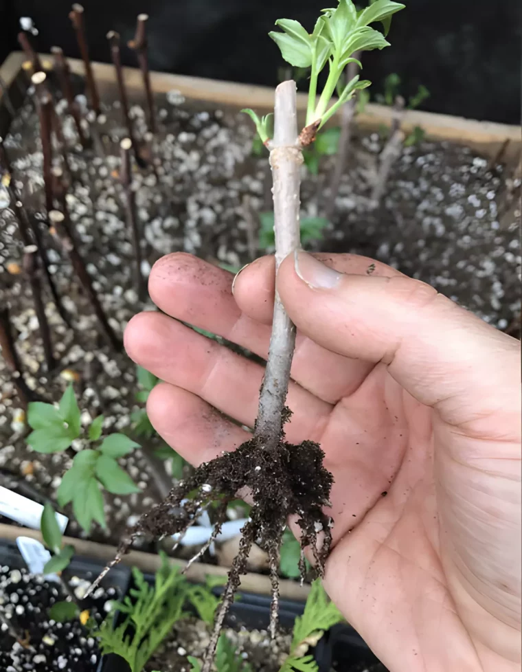 bouture prete a transplanter qui forme des racines tenu par une main