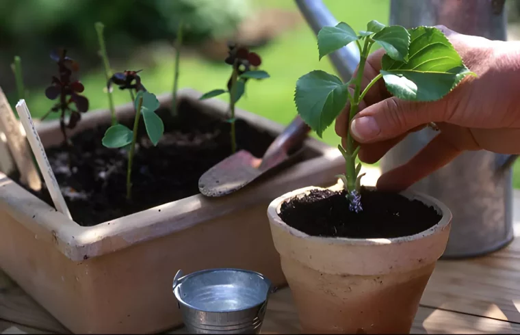 boutures avec quelques feuilles au sommet en petit pot rond et un autre carre plus grand