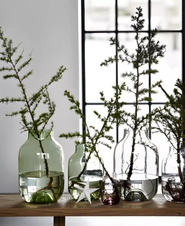 branches de sapin dans des recipients en verre transparent sur fond d une fenetre