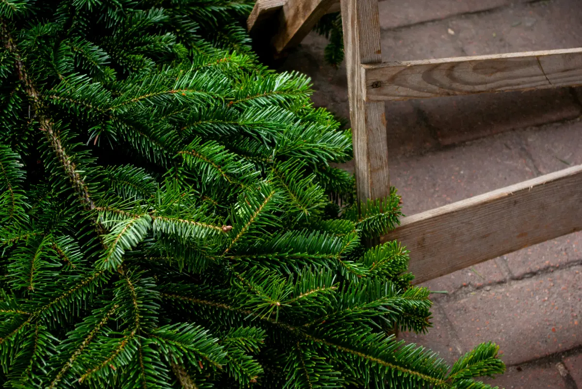 branches de sapin noel arbre conifere aiguilles escalier support bois