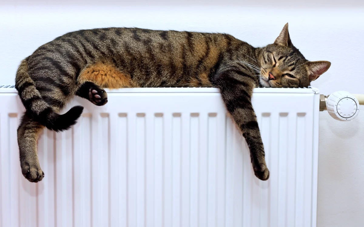 chauffage 2023 chat sur un radiateur blanc