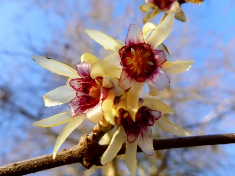 chimonanthe odorant fleurs jaunes sur une branche en bois floraison hivernale