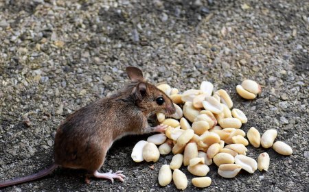 choses qui attirent les souris dans une maison noix cacahuettes