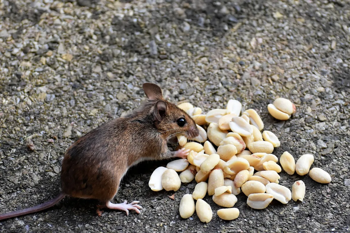 choses qui attirent les souris dans une maison noix cacahuettes