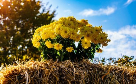 chrysantheme entretien en novembre fleurs jaunes paille ciel nuages bleues