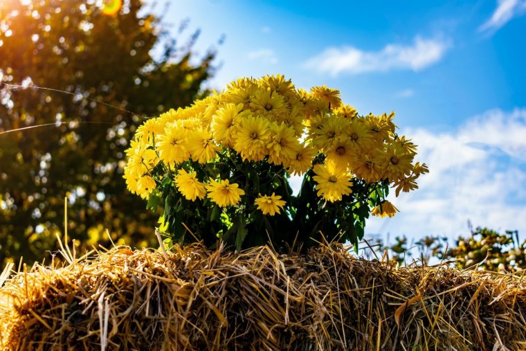 chrysantheme entretien en novembre fleurs jaunes paille ciel nuages bleues