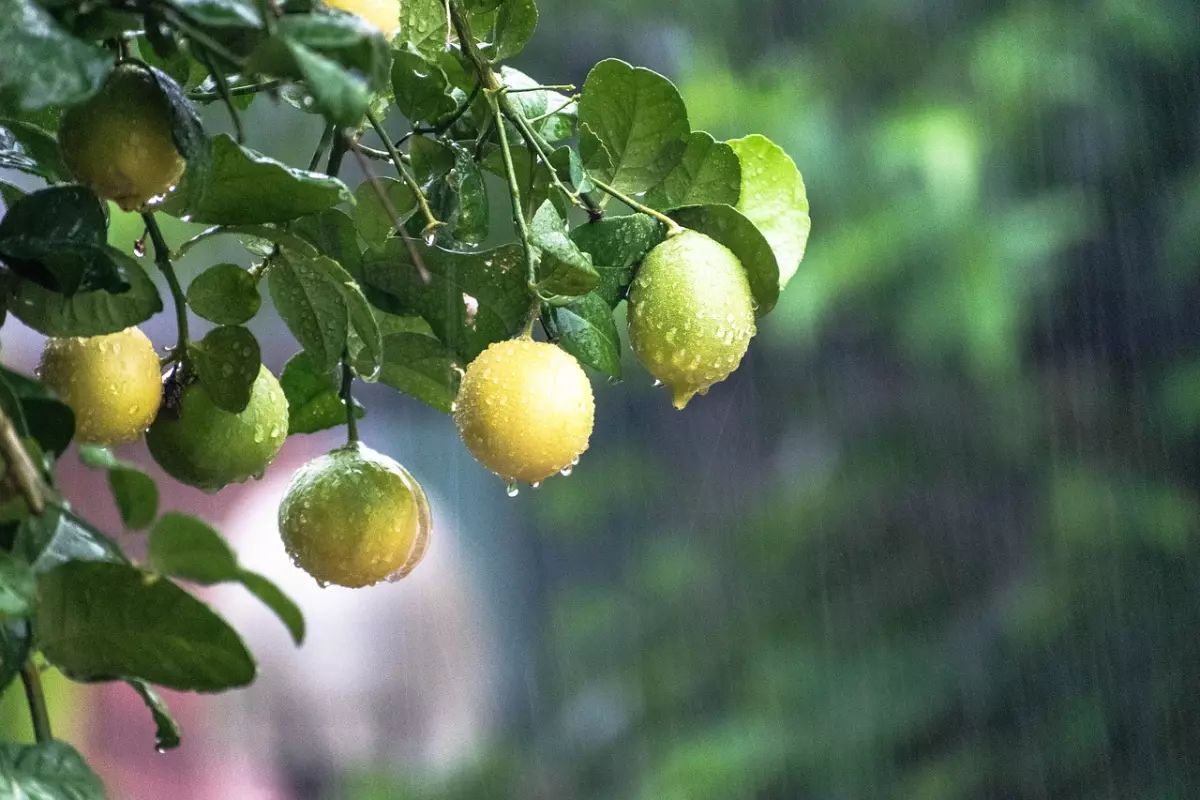 citronnier sous la pluie avec des fruits murs