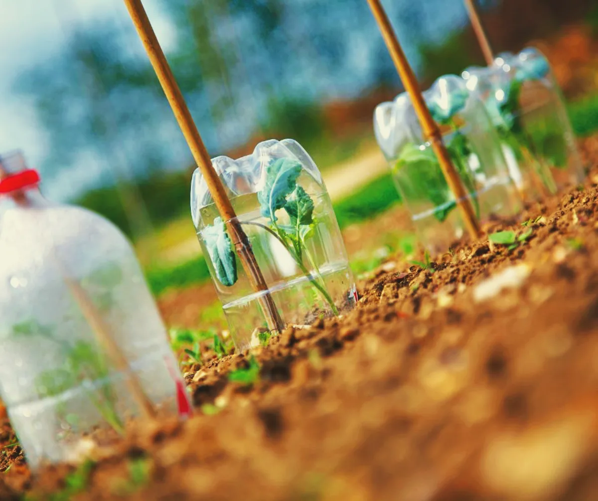 cloches en boutelle en plastique pour plantes indoviduelles protections contre le froid hivernal