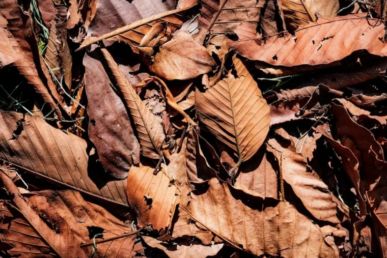 collecte des feuilles mortes pour enrichir le compost branches matiere brune