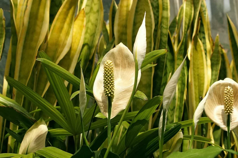 combien de soleil par jour pour favoriser la floraison de l anthurium