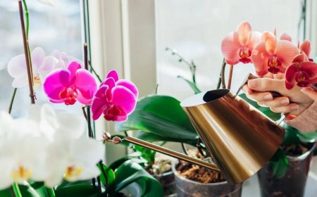 comment arroser l orchidee apres le rempotage conseils