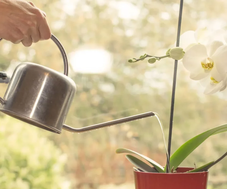 comment arroser l orchidee apres le rempotage guide complet