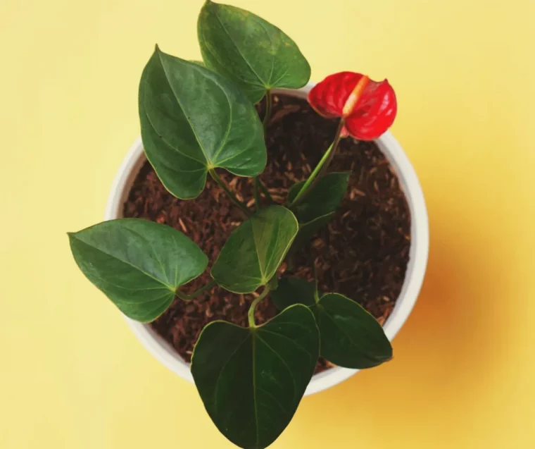 comment arroser un anthurium proprement pour le faire s epanouir