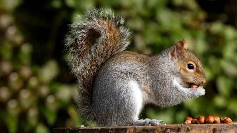 comment attirer les ecureuils dans le jardin en hiver