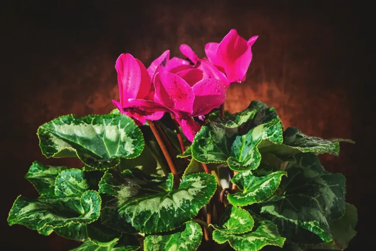 comment avoir un beau cyclamen bien fleuri astuces de grand mere