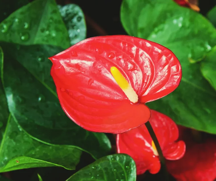 comment avoir un bel anthurium exemple entretien anthurium réussi