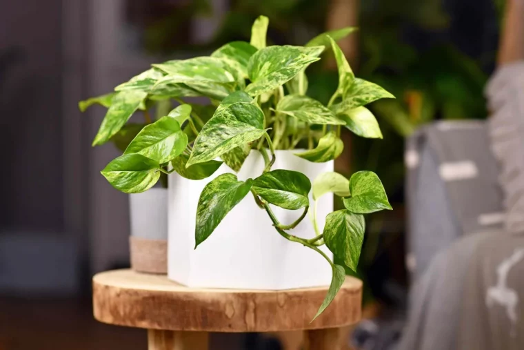 comment avoir un pothos touffu en bonne sante