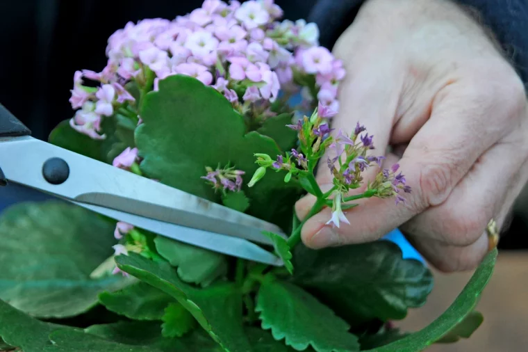 comment bien couper un kalanchoe fleurs roses feuilles vertes