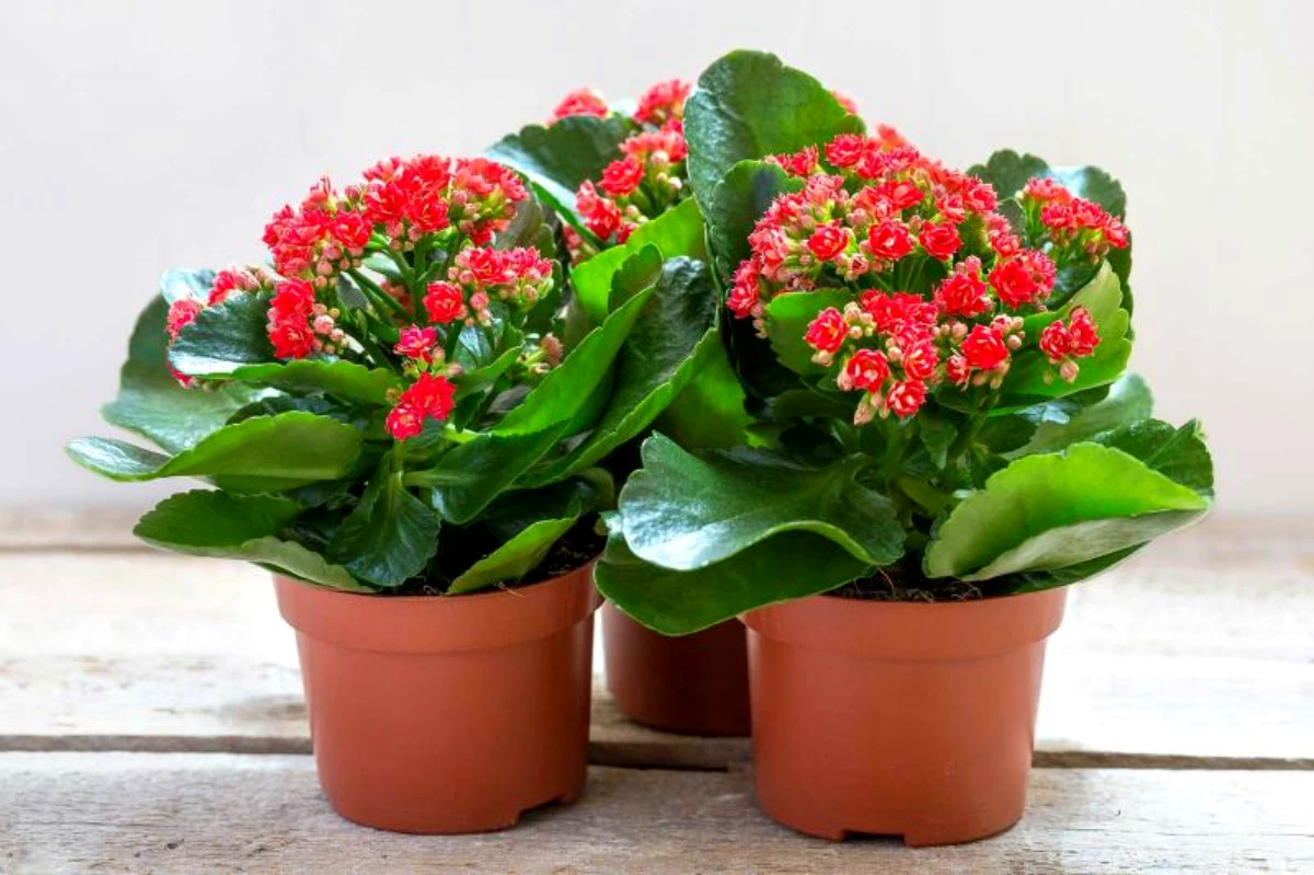 comment bien entretenir un kalanchoe pots fleurs rouges feuilles vertes