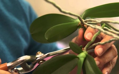comment bouturer une orchidee couv