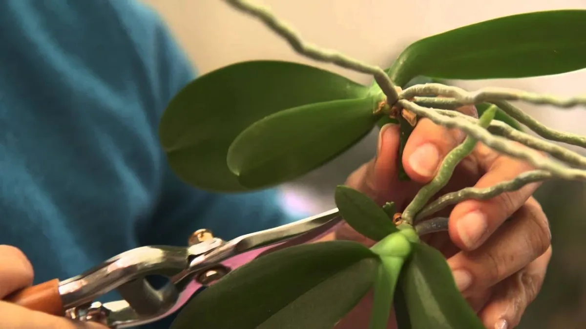 comment bouturer une orchidee couv