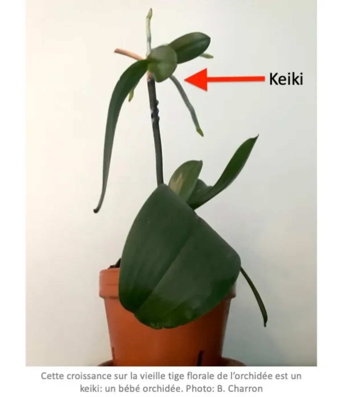 comment bouturer une orchidee keiki