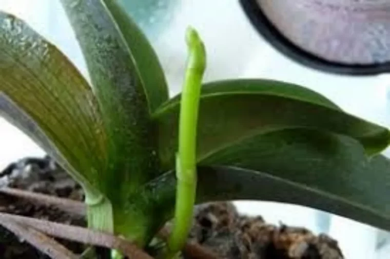 comment bouturer une orchidee tige