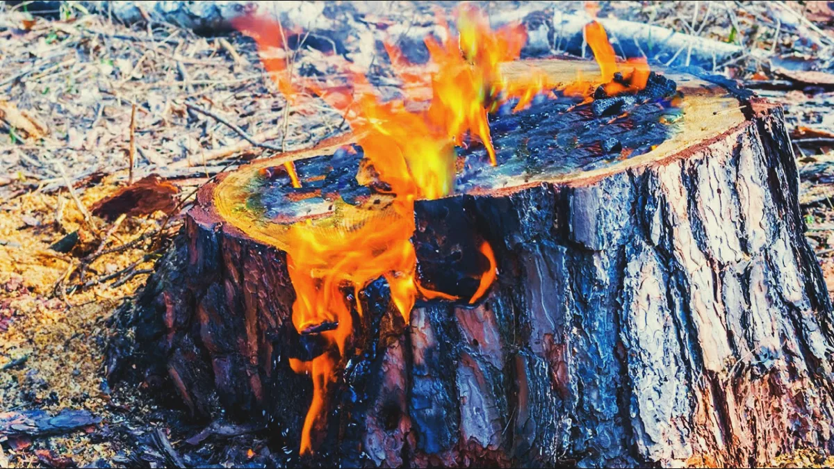 comment bruler un arbre guide enlever souche d arbre facilement et rapidement