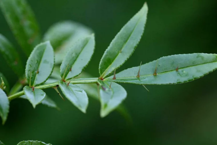 comment composer une haie defensive feuilles vertes avec epines