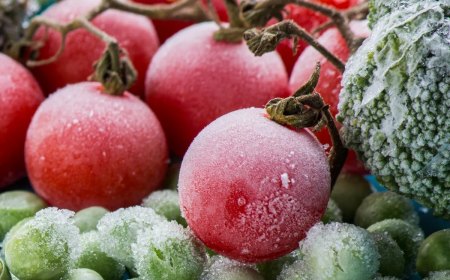 comment congeler des tomates pour l hiver guide complet