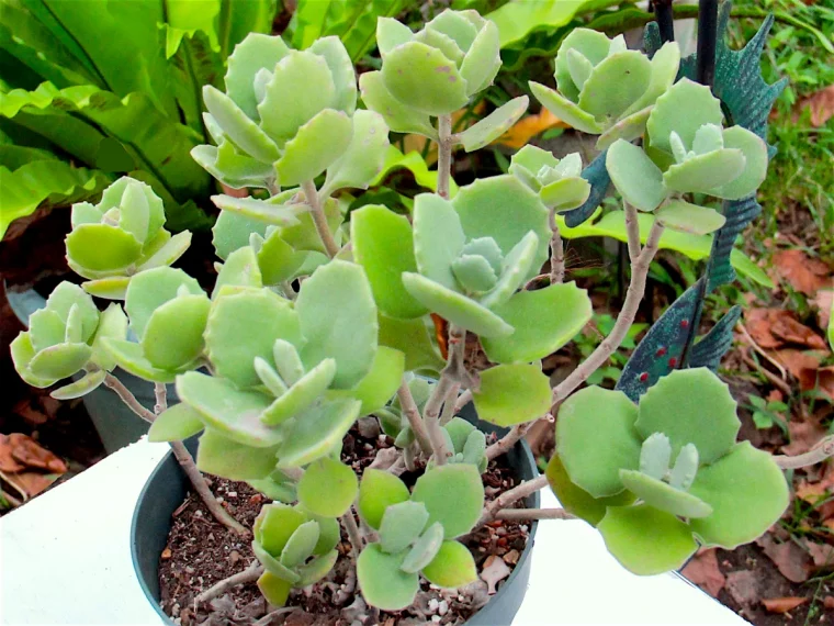 comment couper les kalanchoes feuilles vertes pots