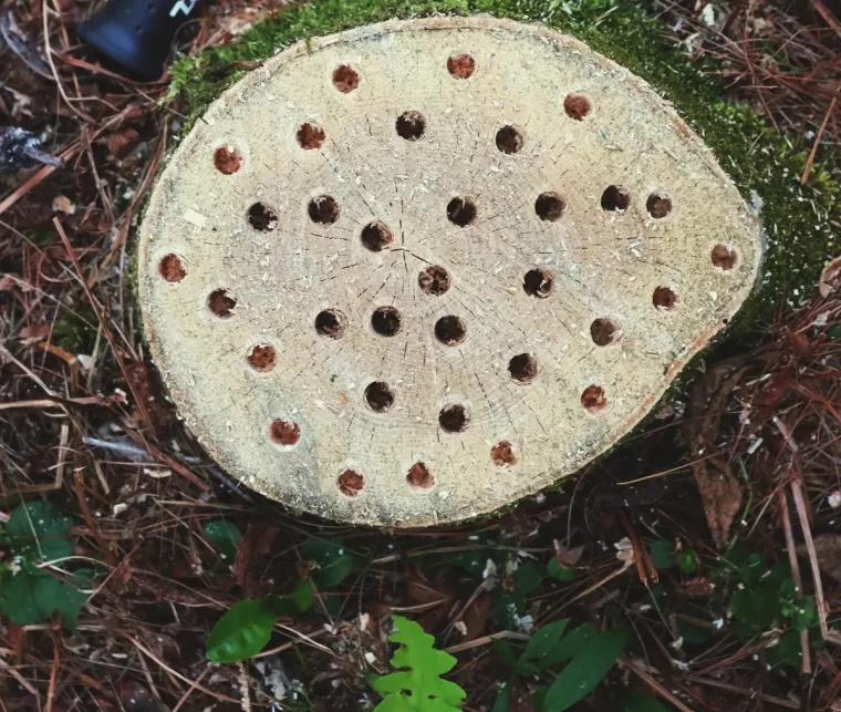 comment détruire une souche d arbre astues pratiques pour faire mourir les racines