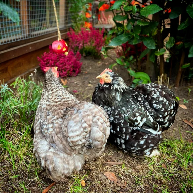 comment eloigner les rats des poules pelouse verte