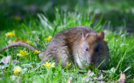 comment eloigner les rats naturellement pelouse verte