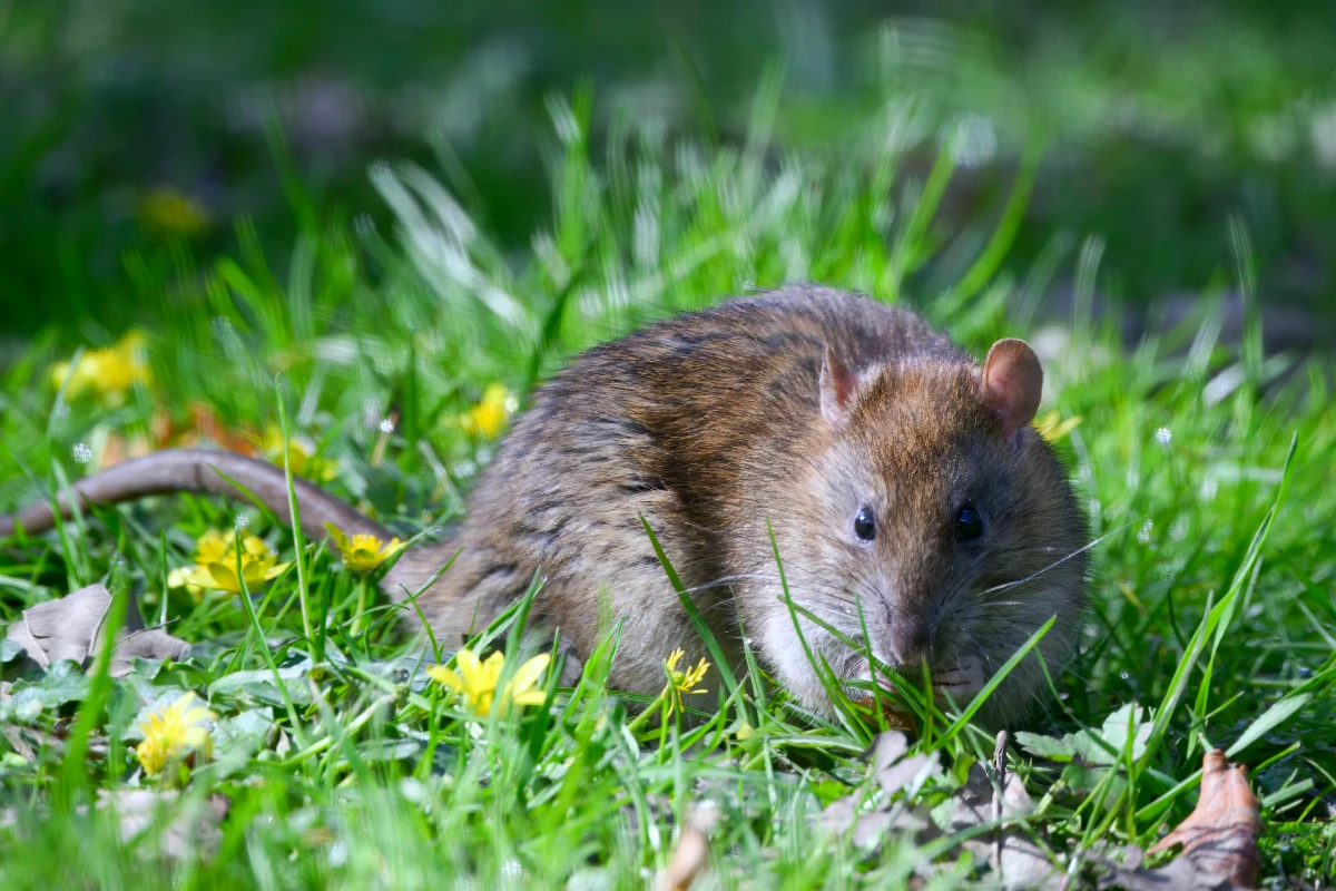 comment eloigner les rats naturellement pelouse verte