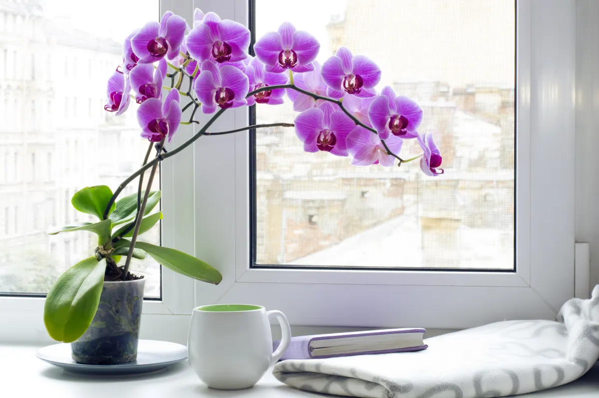 comment entretenir les orchidees en hiver conseils
