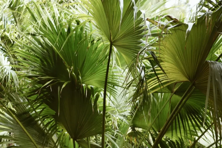 comment entretenir les plantes exotiques en hiver