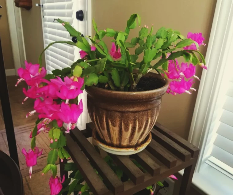 comment entretenir un cactus de noel idée fleurir arroser un cactus de noel