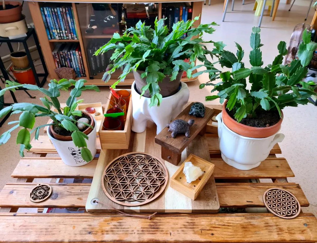 comment entretenir un cactus de noel pot feuilles verte table en bois
