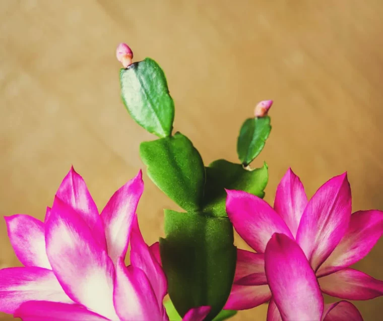 comment entretenir un cactus de noel sol engrais pour qu il refleurisse