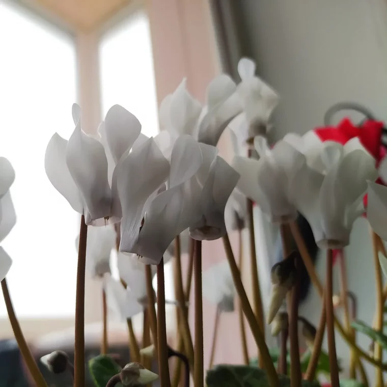 comment entretenir un cyclamen en appartement