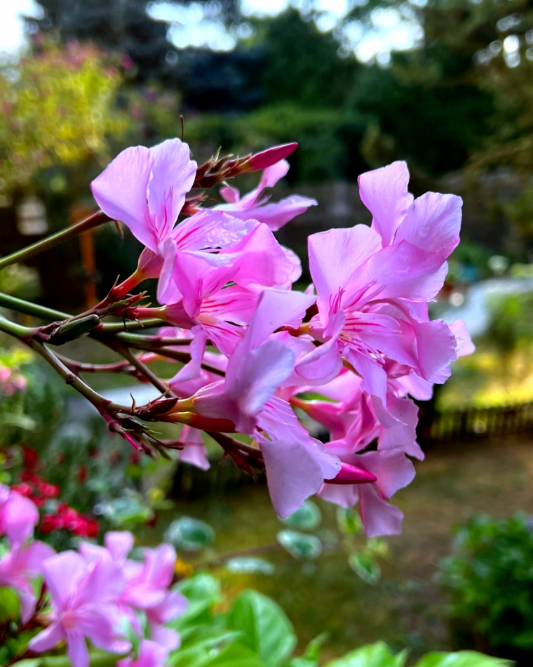 comment et quand tailler un laurier rose fleurs roses feuilles vertes