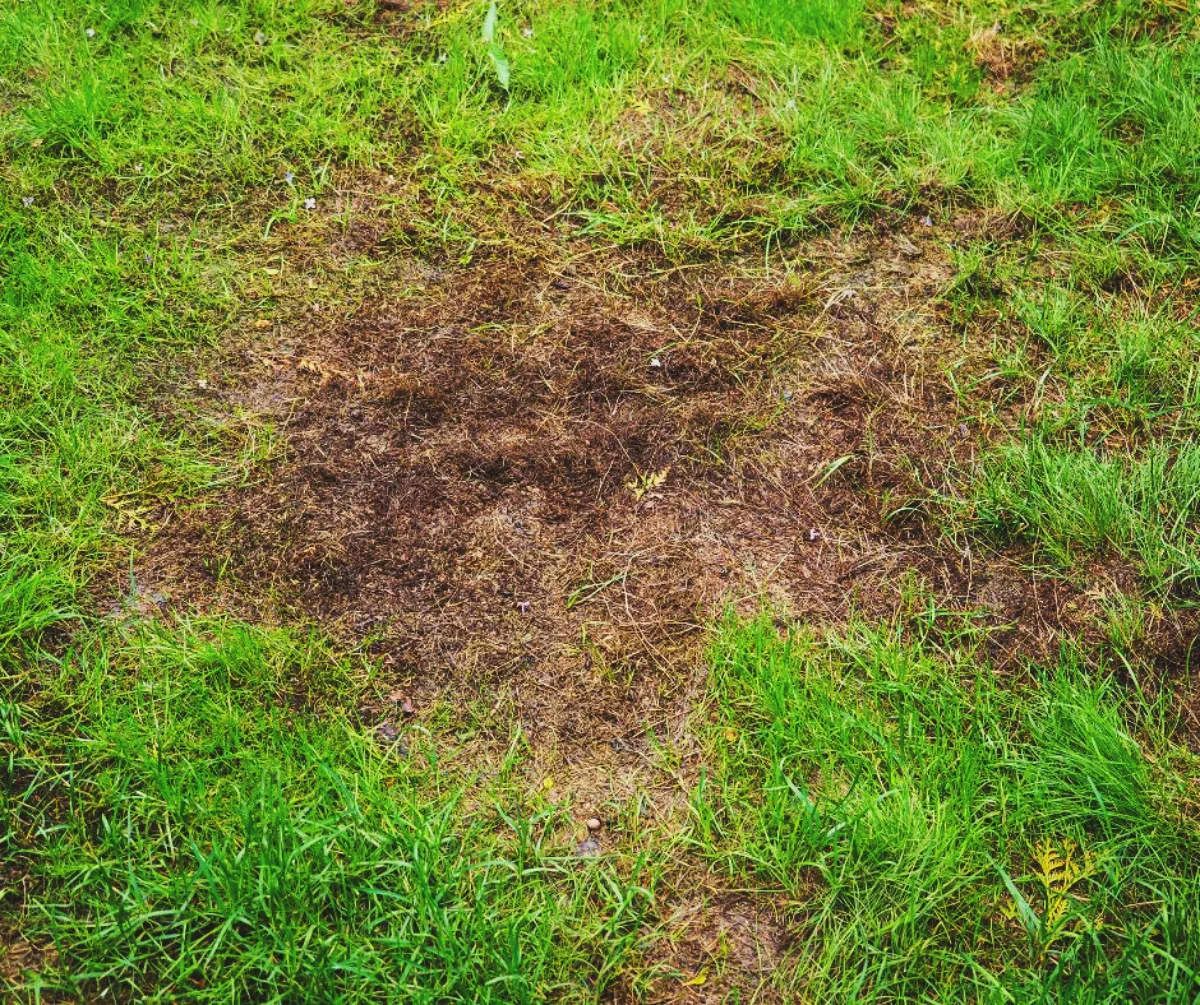 comment eviter les taches sur le gazon idée entretien pelouse hiver