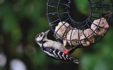comment fabriquer une boule de graisse pour les oiseaux pic support metal nourriture
