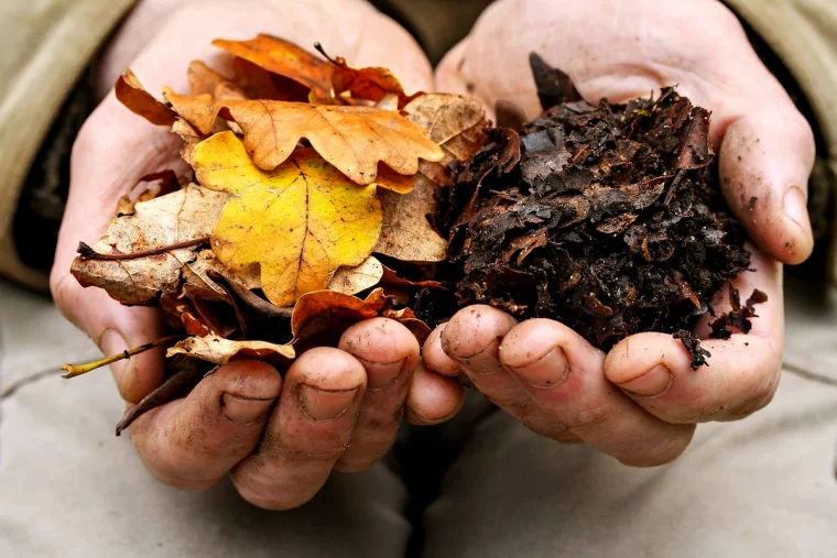 comment faire du terreau avec des feuilles mortes mains d homme