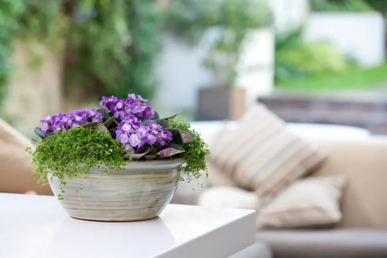 comment faire fleurir les plantes d interieur en hiver