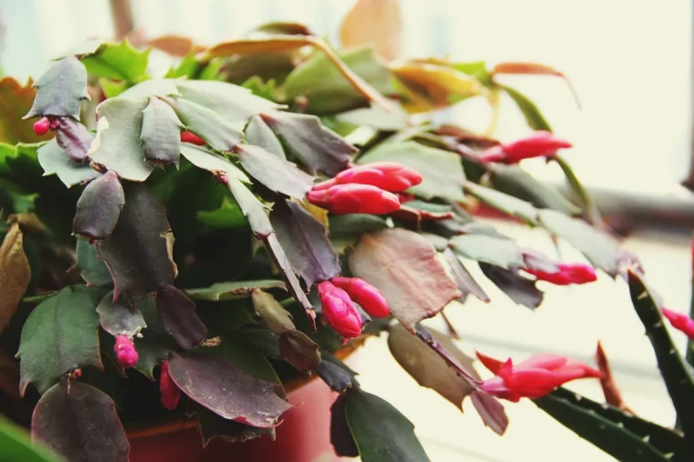 comment faire fleurir un cactus de noel en pot en fin d année