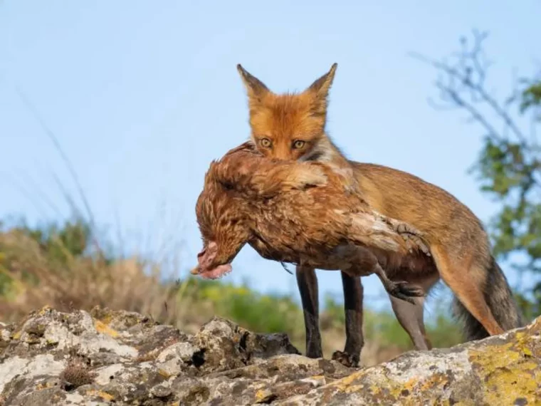 comment faire fuir un renard d un poulailler