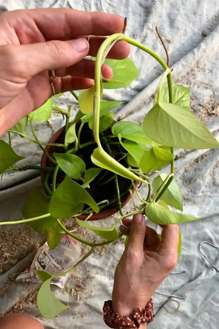 comment faire le pothos grimper astuces et conseils