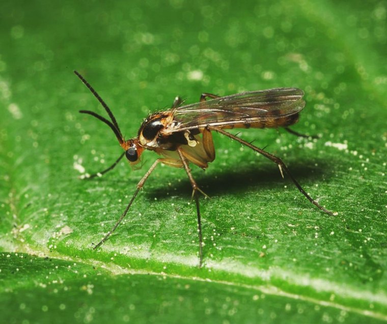 comment faire partir les nmoucherons dans les plantes astuces de grand mere